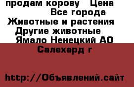 продам корову › Цена ­ 70 000 - Все города Животные и растения » Другие животные   . Ямало-Ненецкий АО,Салехард г.